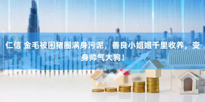 仁信 金毛被困猪圈满身污泥，善良小姐姐千里收养，变身帅气大狗！